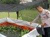 Personel Polsek Muara Kuang Pantau Pertumbuhan Ikan dalam Program Ketahanan Pangan