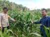 Bhabinkamtibmas BRIPKA Jon Sutrisno Tinjau Perkembangan Tanaman Jagung Percontohan di Desa Tanabang Ilir