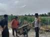 Bhabinkamtibmas Muara Kuang Cek Perkembangan Tanaman Jagung Percontohan di Desa Tanabang Ilir