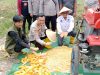 Polsek Muara Kuang Gelar Panen Raya Jagung, Wujud Nyata Program Ketahanan Pangan di Ogan Ilir