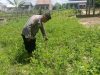 Polsek Muara Kuang Dukung Program Ketahanan Pangan Melalui Pengecekan Lahan Pangan Bergizi di Desa Serikembang