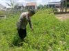 Kapolsek Muara Kuang Dukung Ketahanan Pangan Lewat Pengecekan Lahan P2B di Desa Serikembang