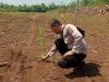 Pengecekan Perkembangan Tanaman Jagung di Desa Serimenanti dalam Rangka Program Ketahanan Pangan
