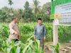 Polsek Muara Kuang Bersama Kepala Desa Munggu Tinjau Perkembangan Tanaman Jagung Program Ketahanan Pangan