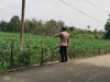 Personil Polsek Muara Kuang Tinjau Perkembangan Tanaman Jagung Program Ketahanan Pangan di Desa Seri Menanti