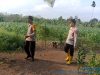 Kapolsek Muara Kuang Tinjau Perkembangan Tanaman Jagung Program Ketahanan Pangan di Desa Rantau Sialang