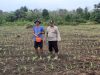 Kanit Binmas Polsek Muara Kuang Cek Perkembangan Tanaman Jagung Program Ketahanan Pangan di Desa Kelampadu