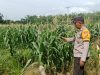Bhabinkamtibmas Polsek Muara Kuang Cek Pertumbuhan Tanaman Jagung Program Ketahanan Pangan di Desa Tanabang Ulu