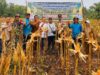 Polsek Muara Kuang Hadiri Panen Jagung Program Ketahanan Pangan di Desa Rantau Sialang