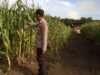 KANIT BINMAS POLSEK MUARA KUANG PANTAU PERKEMBANGAN TANAMAN JAGUNG PROGRAM KETAHANAN PANGAN DI DESA SERIKEMBANG