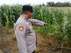 Bhabinkamtibmas Polsek Muara Kuang Cek Perkembangan Tanaman Jagung Program Ketahanan Pangan di Desa Tanabang Ilir Bhabinkamtibmas Polsek Muara Kuang Cek Perkembangan Tanaman Jagung Program Ketahanan Pangan di Desa Tanabang Ilir