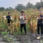 KAPOLSEK MUARA KUANG HADIRI PANEN JAGUNG DI DESA SERIKEMBANG, DUKUNG KETAHANAN PANGAN NASIONAL