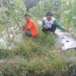 Uji Coba Budidaya Melon Berhasil, Kebun Ahmad Fauzan di Desa Dana Mulya Panen 9 Ton