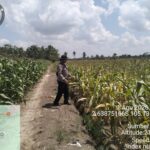 Polsek Muara Padang Cek Perkembangan Jagung Kuartal II, Pastikan Program Ketahanan Pangan Terus Berjalan