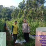 Dukung Swasembada Pangan, Bhabinkamtibmas Polsek Rambutan Dampingi Petani Timun Yang Mulai Panen