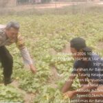 Dorong Swasembada Pangan, Bhabinkamtibmas Polsek Talang Kelapa Ajak Warga Kembangkan P2B