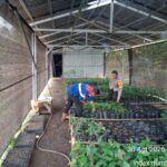 Dukung Swasembada Pangan , Bhabinkamtibmas Polsek Betung. Gerakkan Warga Tanam Pangan Bergizi