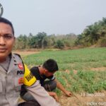 Pekarangan Produktif Untuk Penopang Ketahanan Pangan, oleh Aipda F. Frangky Siahaan, Ajak Warga Desa Sedang Kec. Suak Tapeh Dukung P2B