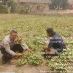 Dukung Ketahanan Pangan, Aiptu Rudi Santoso Laksanakan Kegiatan P2B Polsek Talang Kelapa di Kel. Air Batu” Kec. Talang Kelapa
