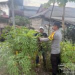 Dukung Swasembada Pangan Nasional, Bhabinkamtibmas Polsek Banyuasin II Aipda Andrianto, Ajak Warga Desa Muara Sungsang Kec. Banyuasin II Kembangkan Pekarangan Produktif
