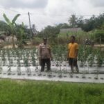Dukung Swasembada Pangan Nasional, Bhabinkamtibmas Polsek Tungkal Ilir Aiptu Suseno, Ajak Warga Desa Bumi Serdang Kec. Tungkal Ilir Kembangkan Pekarangan Produktif