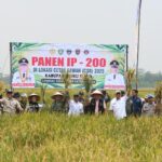 Panen Padi Inpari 49, Bukti Nyata Program Cetak Sawah Rakyat di OKU Timur